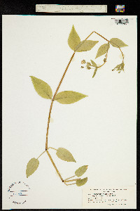 Stellaria nemorum image