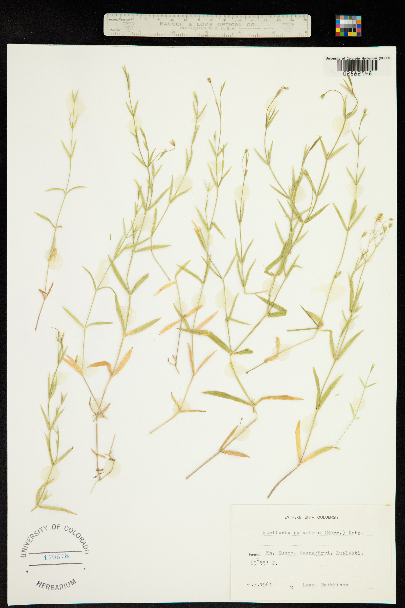 Stellaria palustris image