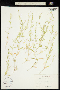 Stellaria palustris image