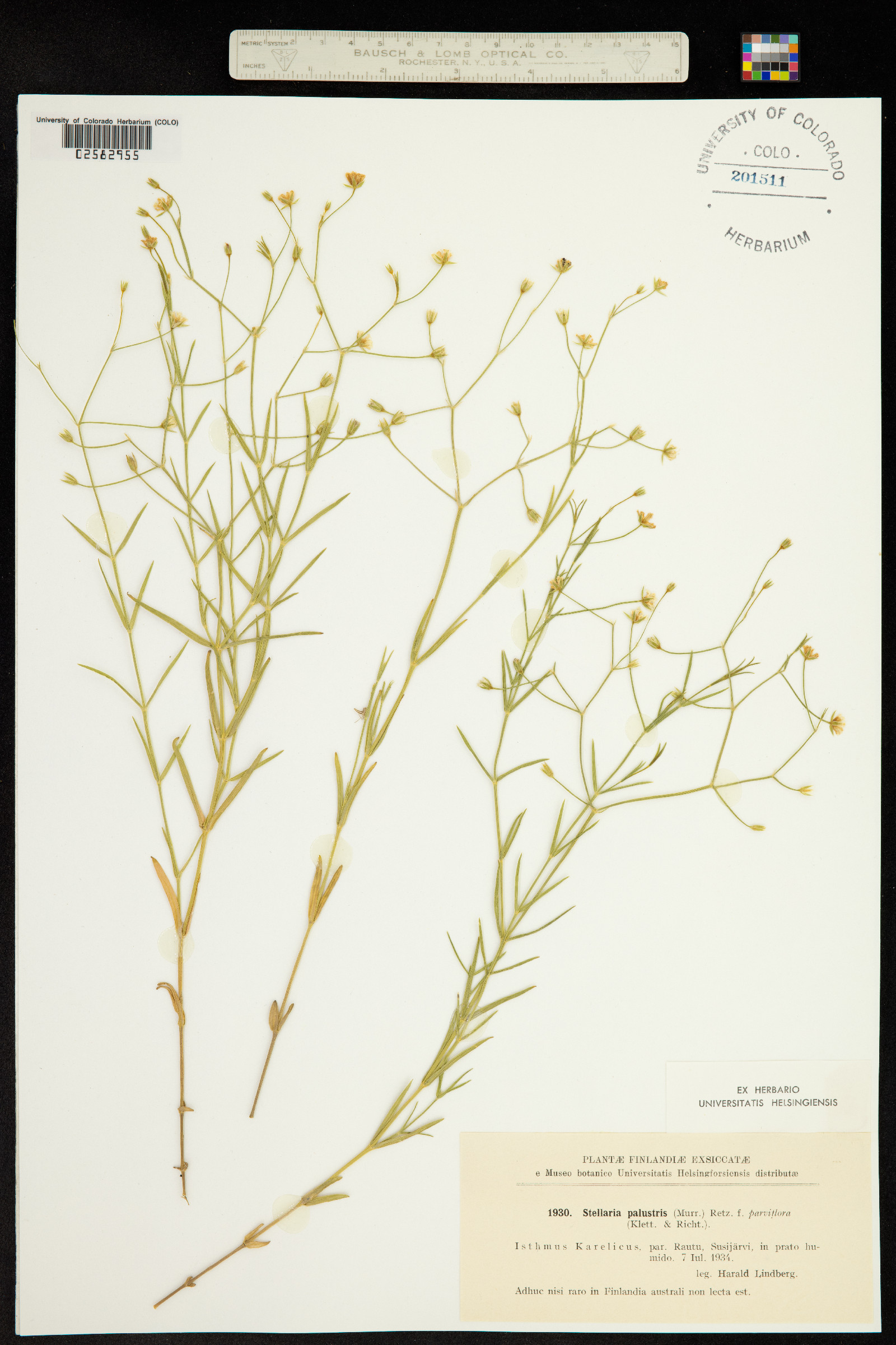 Stellaria palustris image