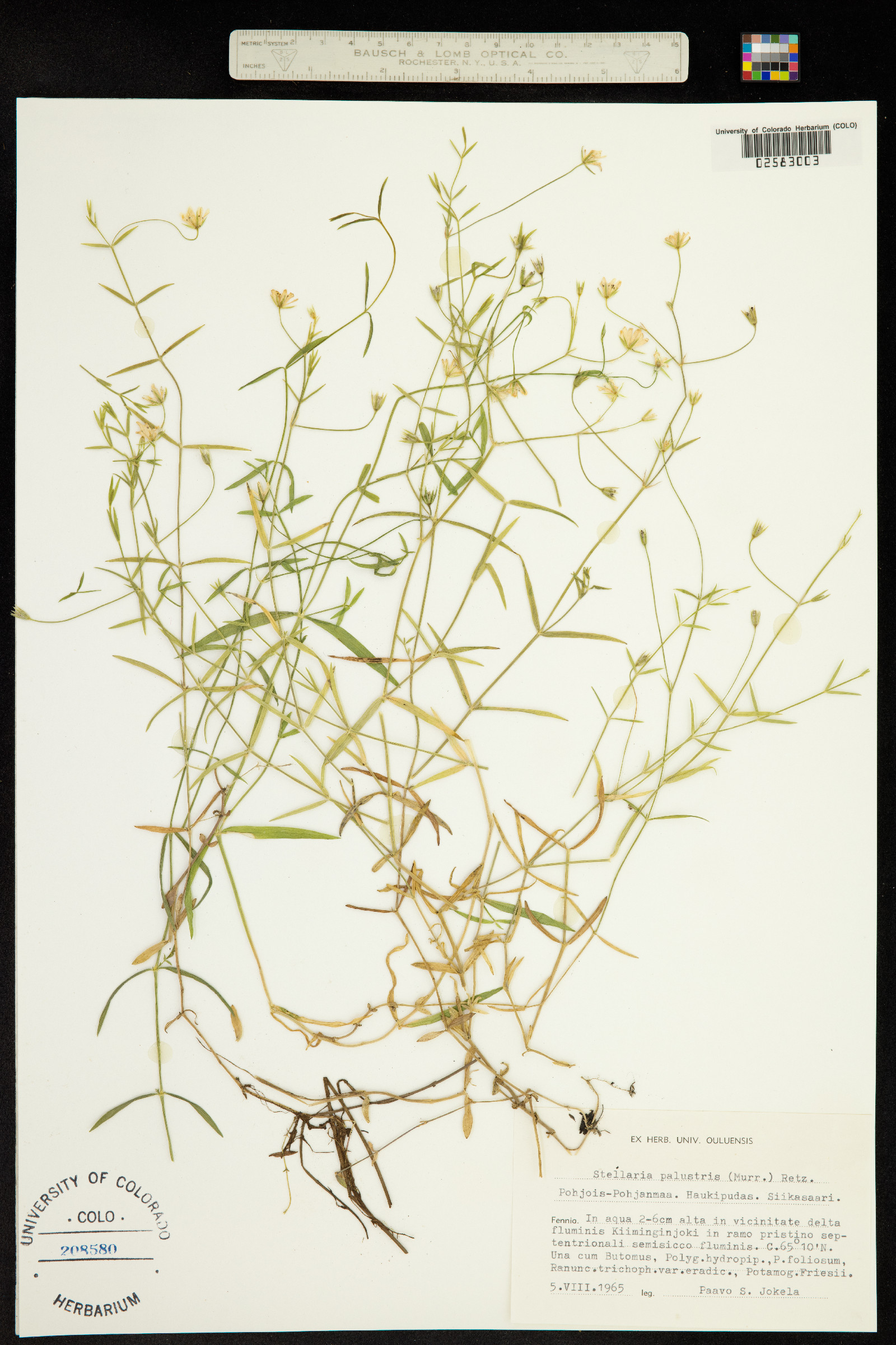 Stellaria palustris image