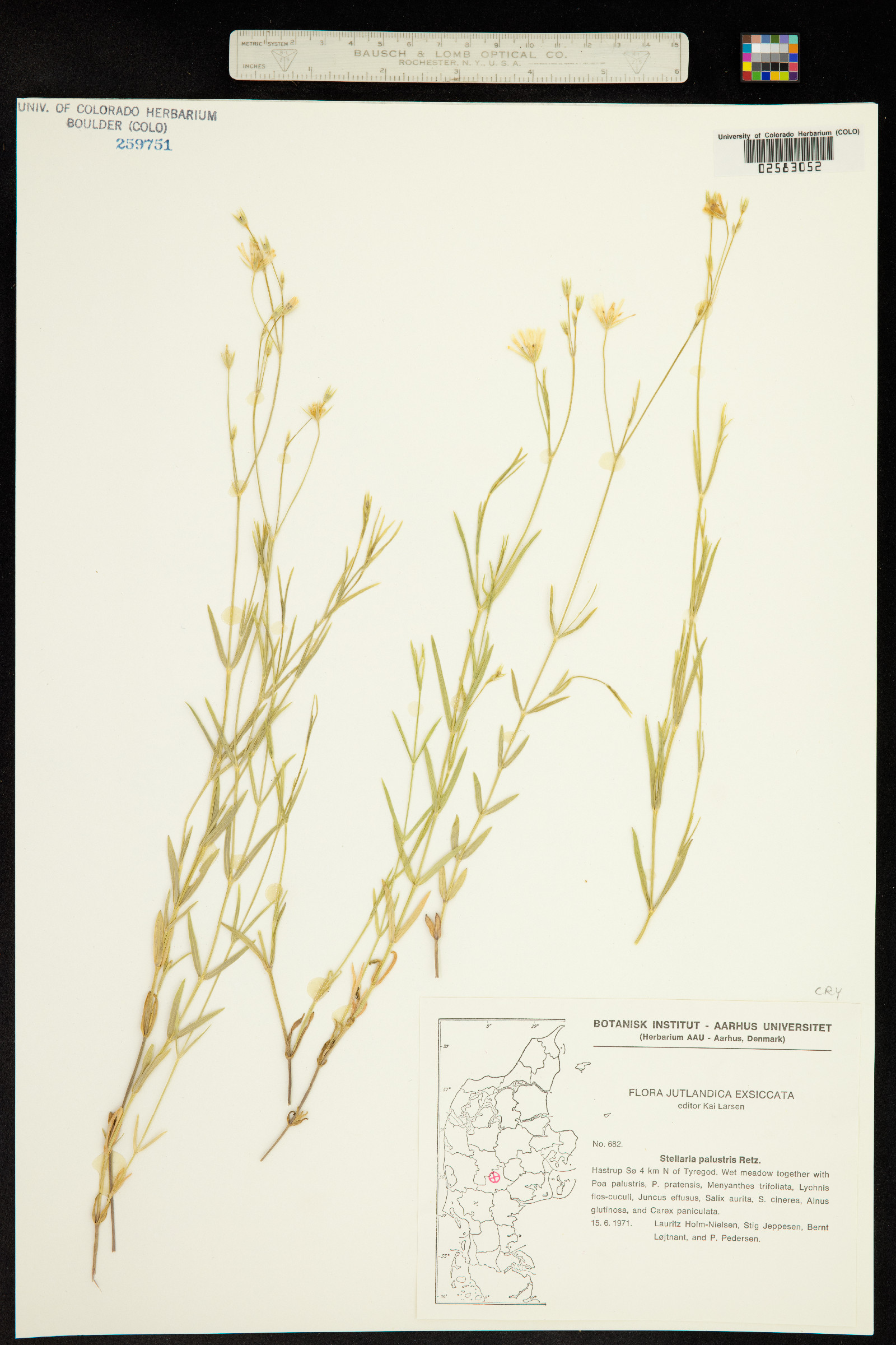 Stellaria palustris image