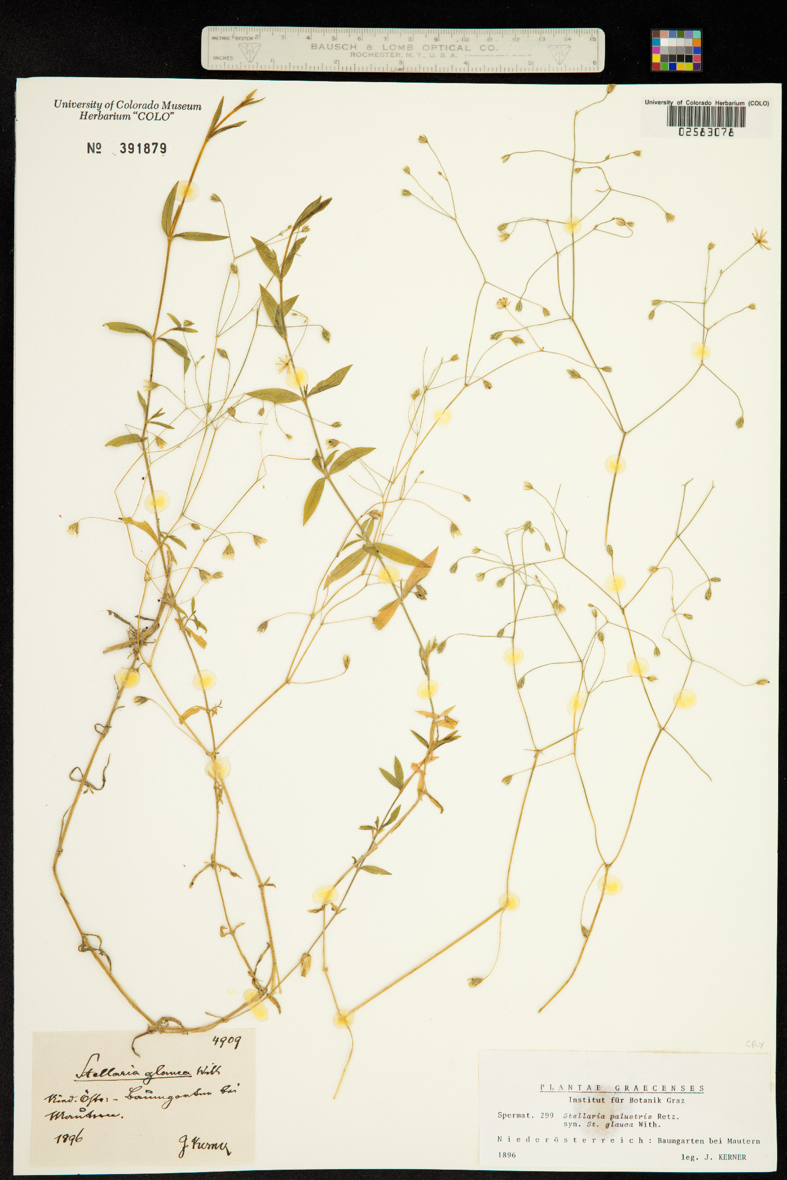 Stellaria palustris image
