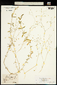 Stellaria palustris image
