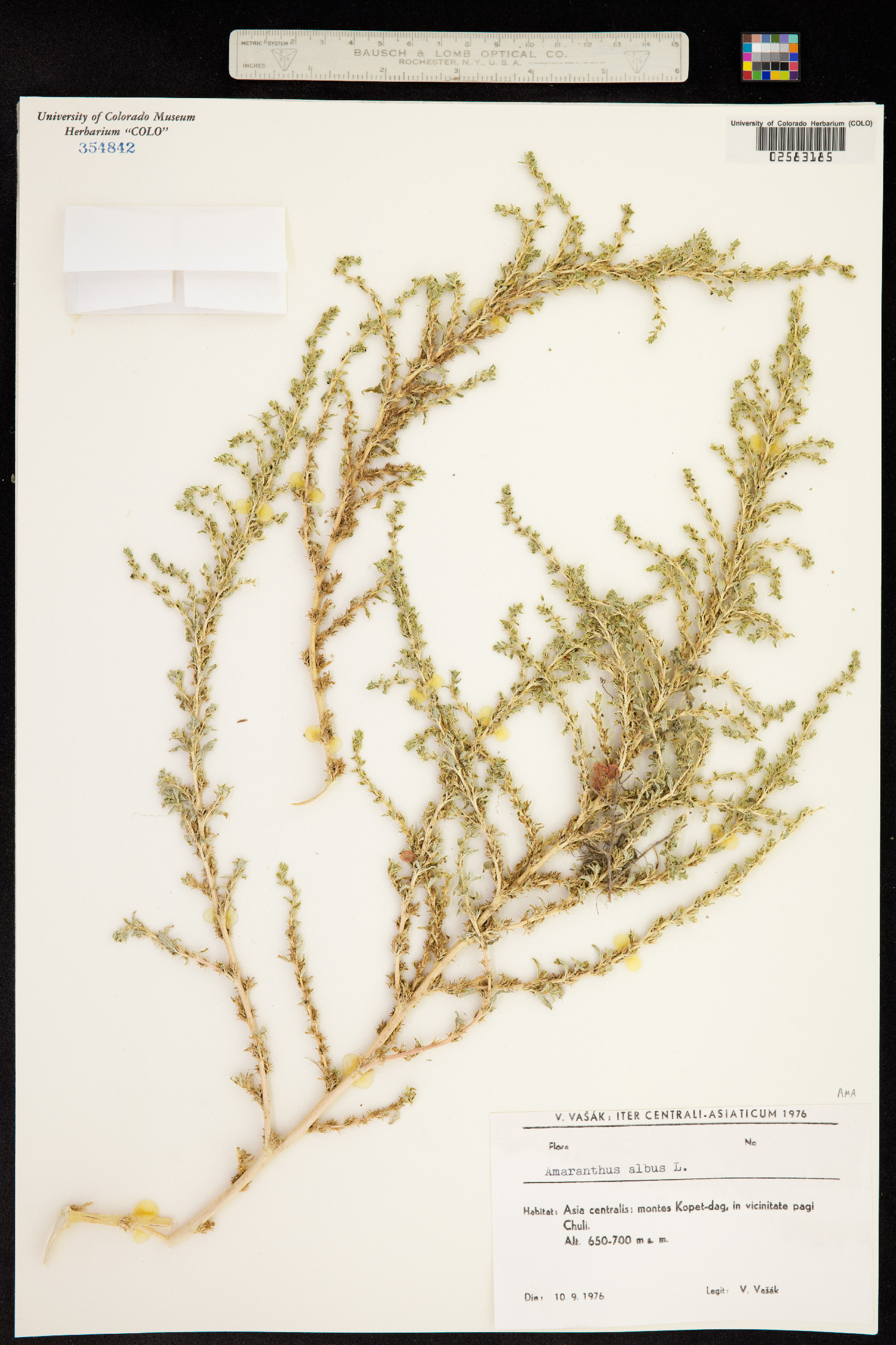Amaranthus albus image
