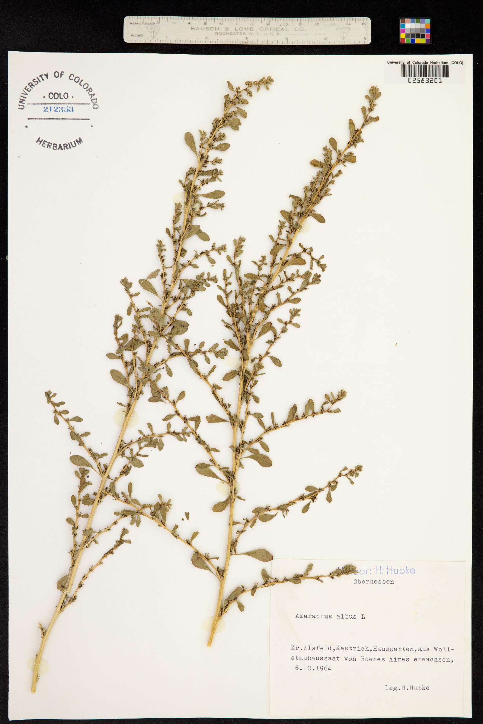 Amaranthus albus image