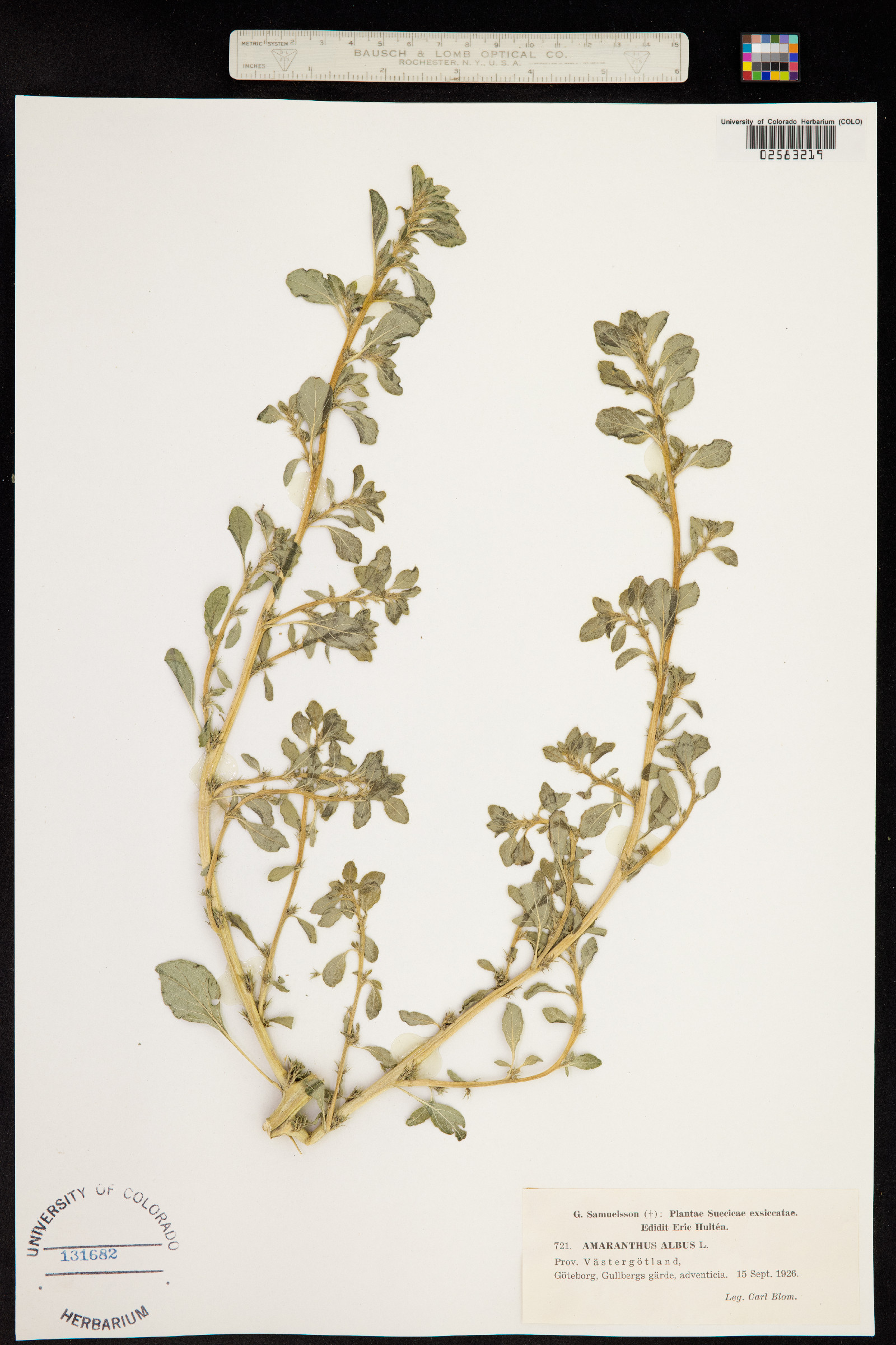 Amaranthus albus image