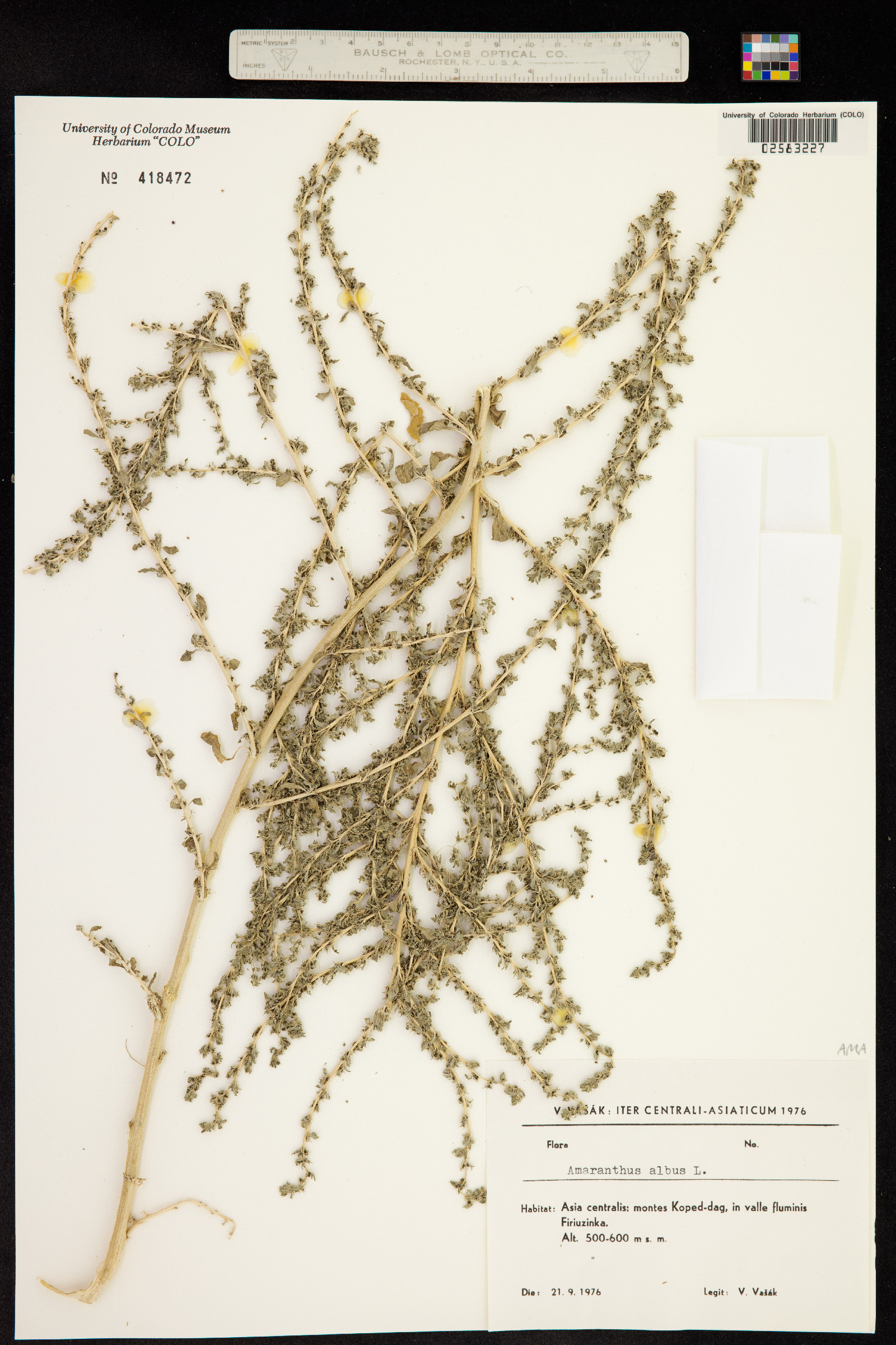 Amaranthus albus image