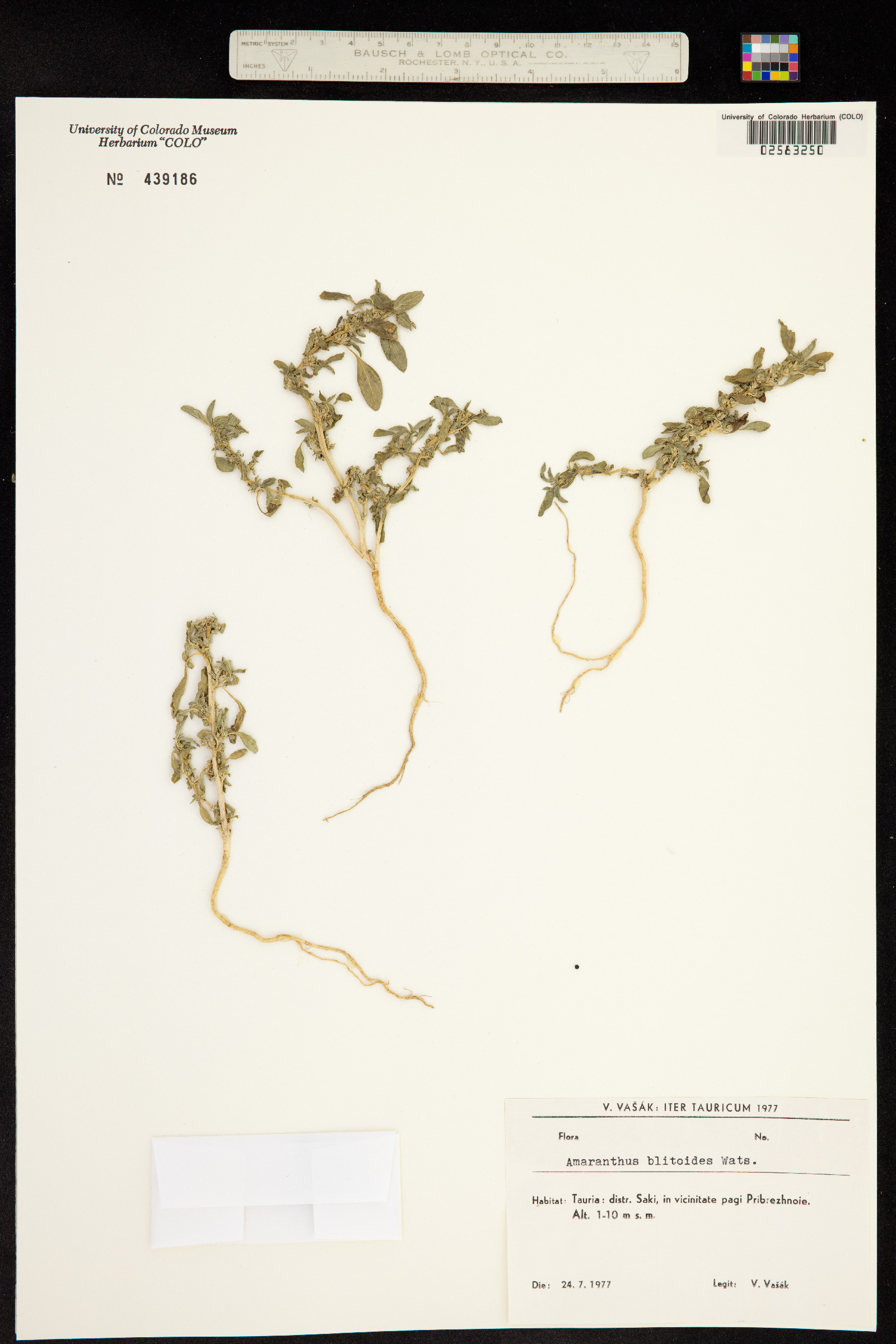 Amaranthus blitoides image