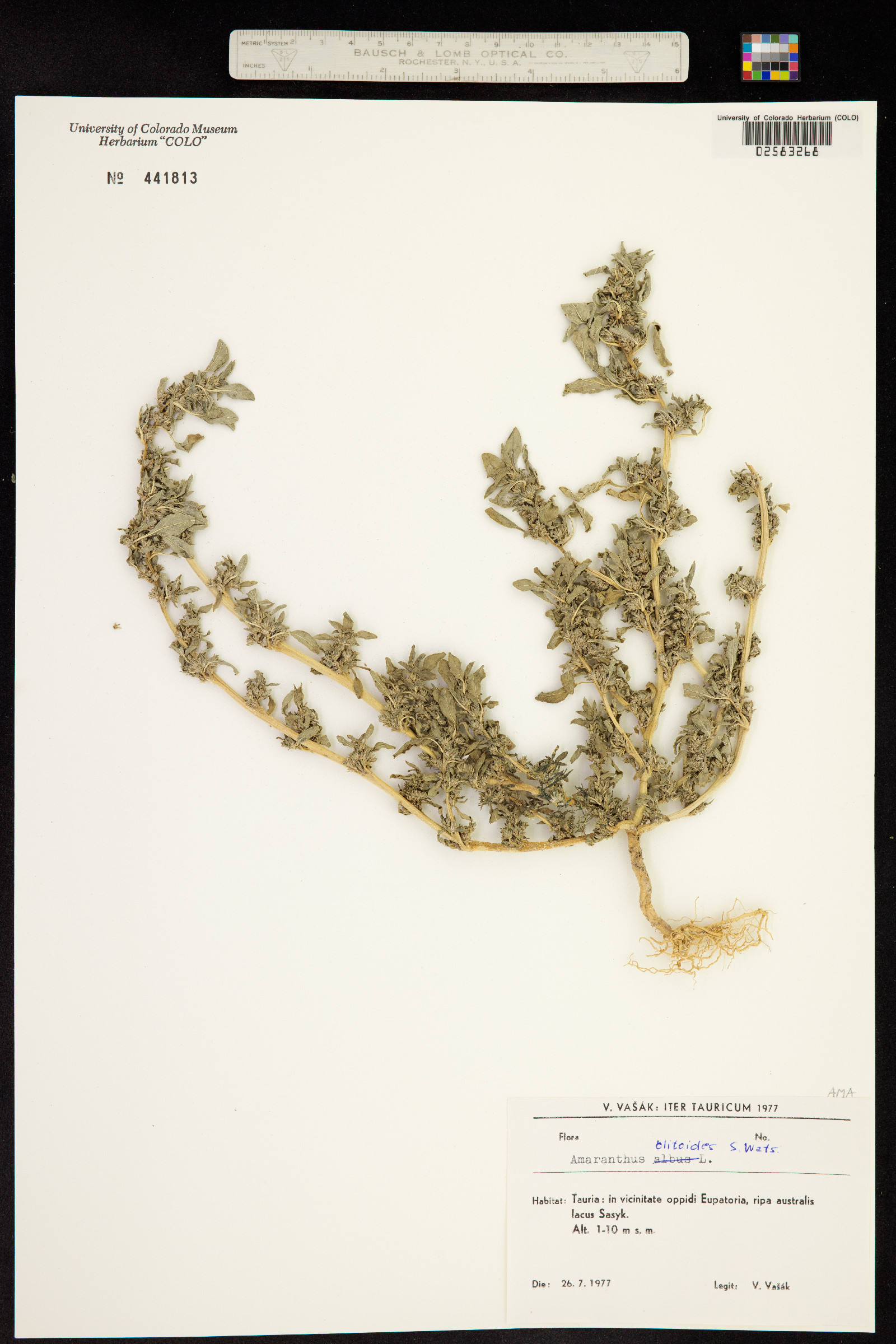 Amaranthus blitoides image