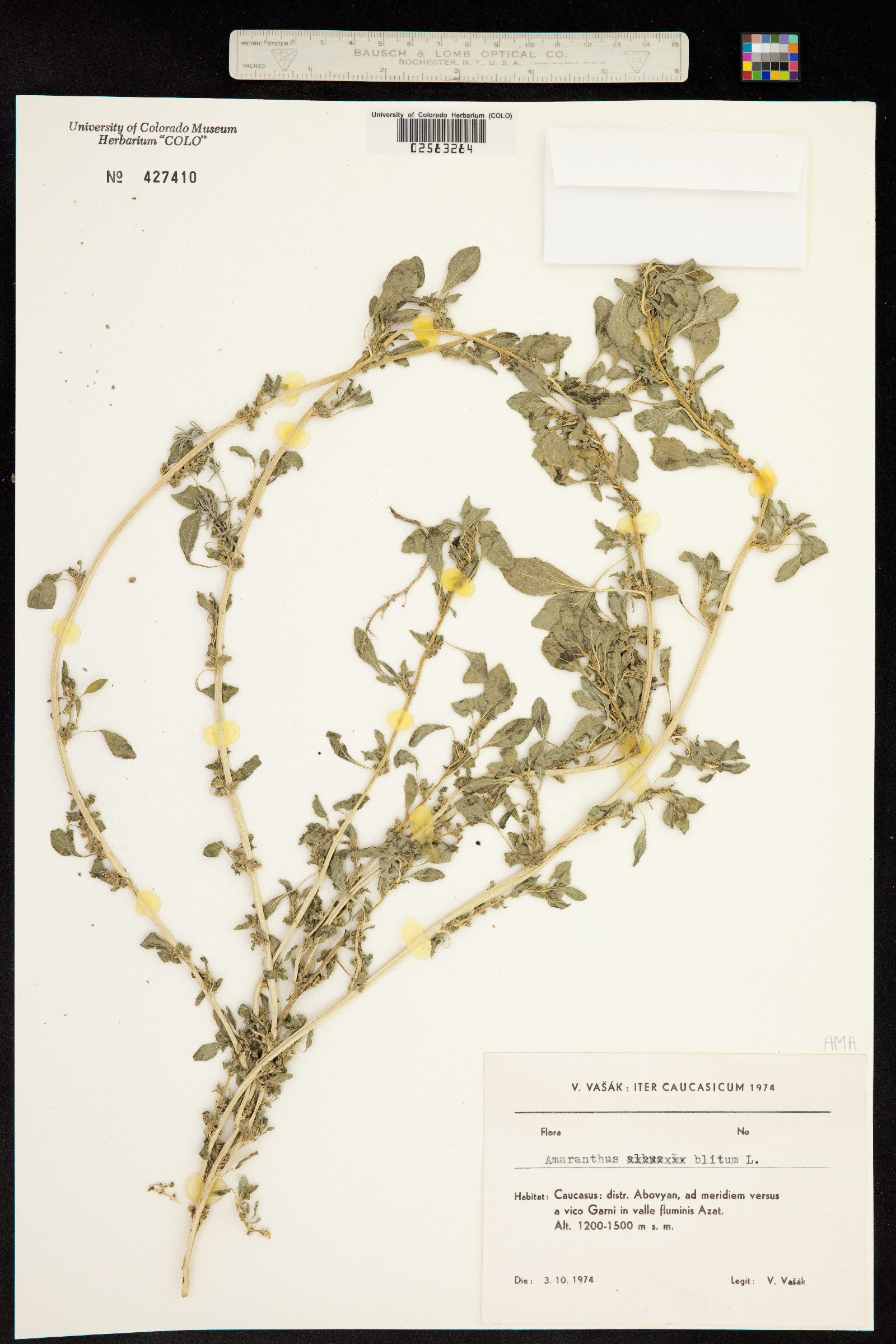 Amaranthus blitum image