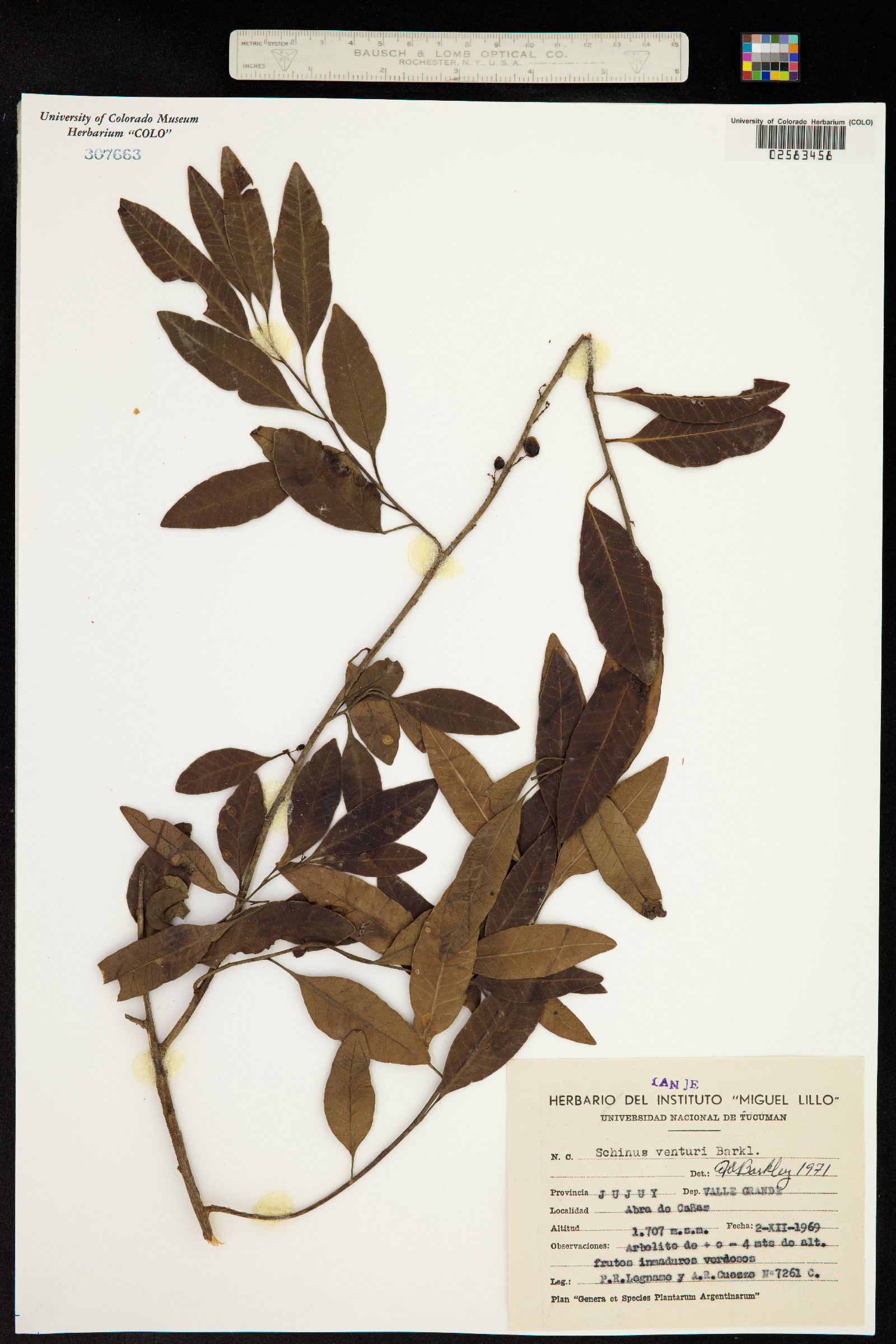 Schinus venturii image