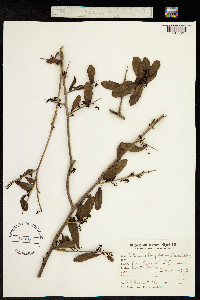 Schinus longifolius image
