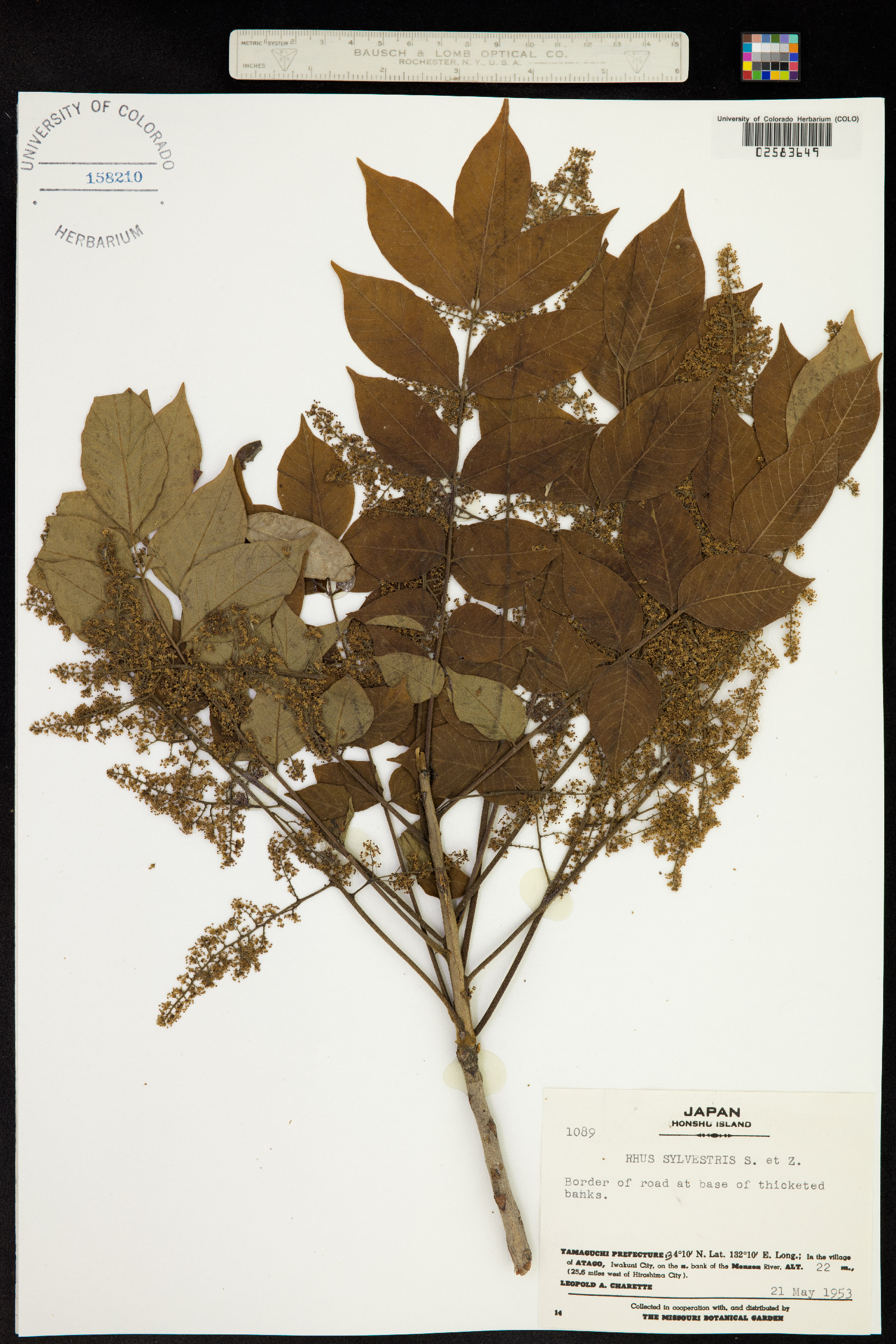 Toxicodendron sylvestre image