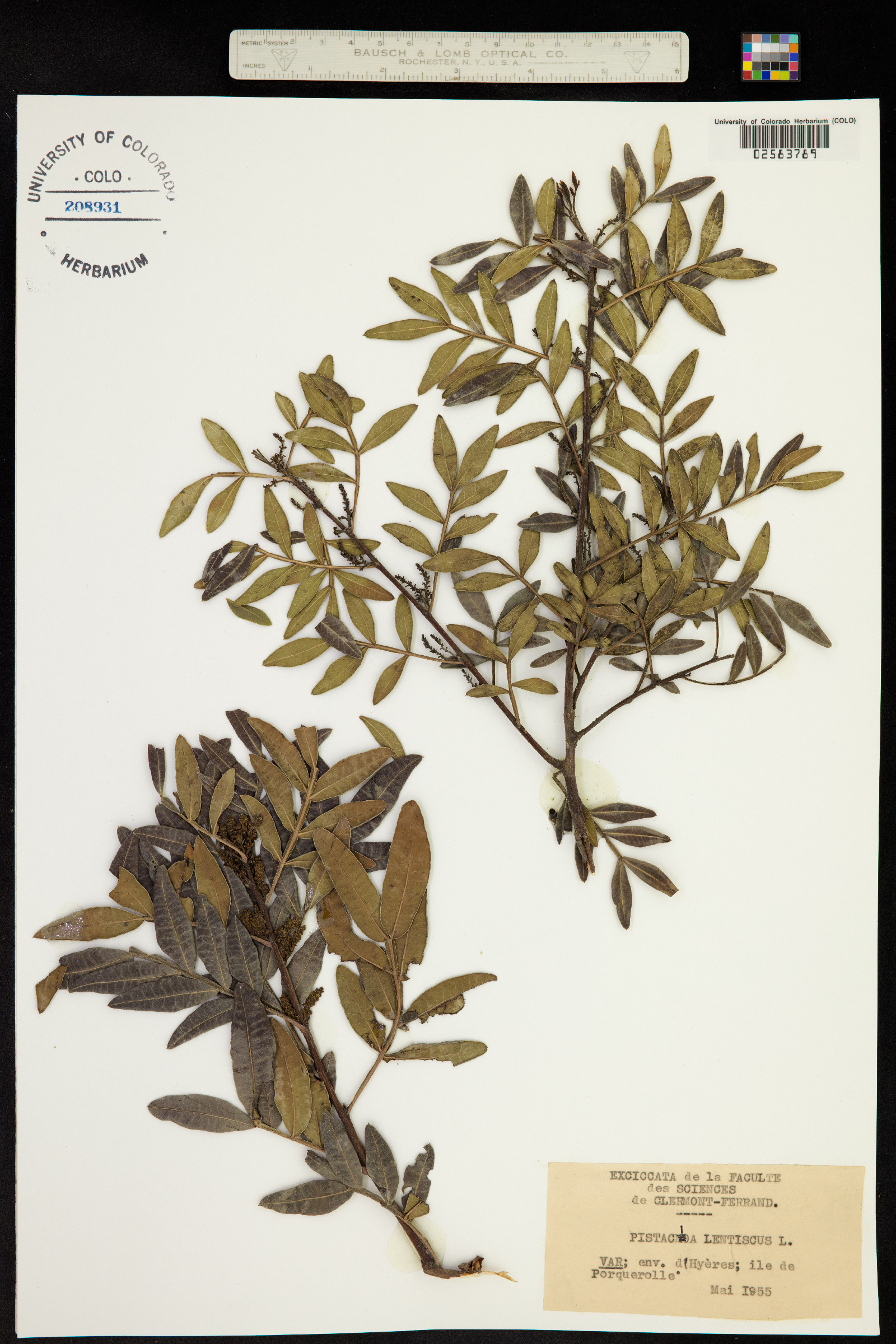 Pistacia lentiscus image