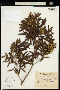Lithraea molleoides image