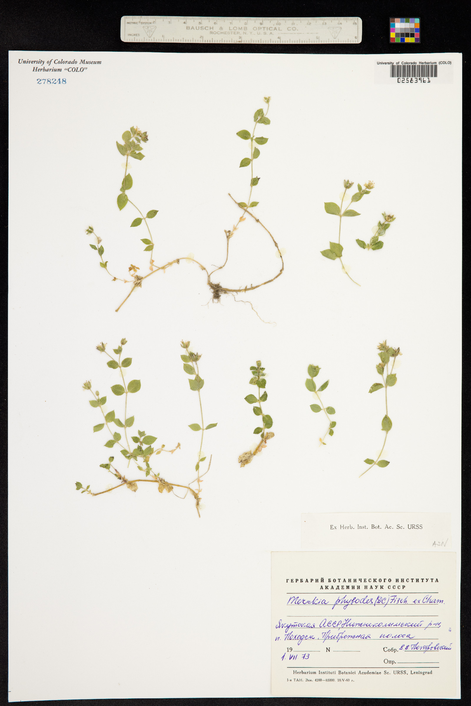 Wilhelmsia physodes image