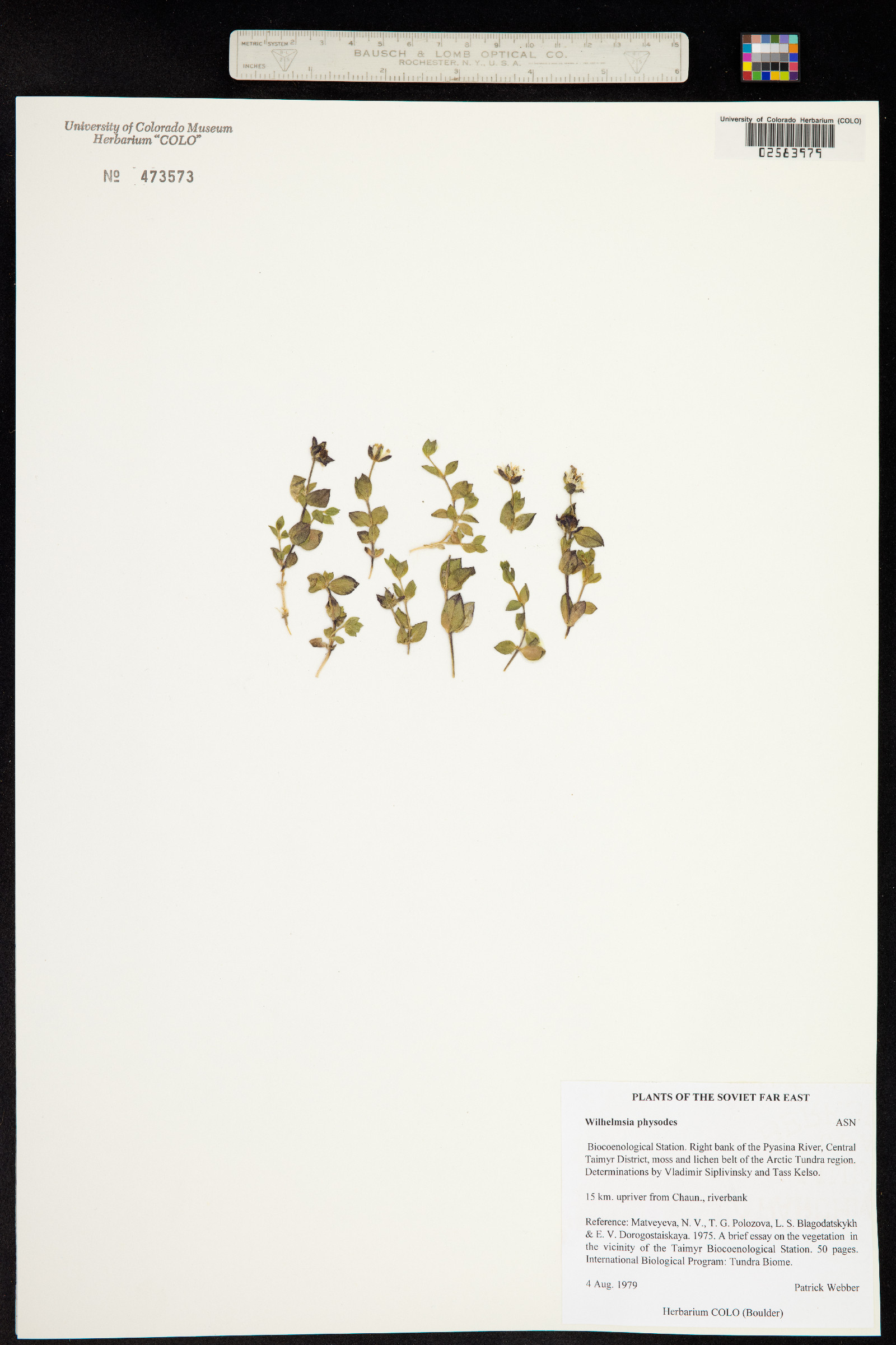 Wilhelmsia physodes image