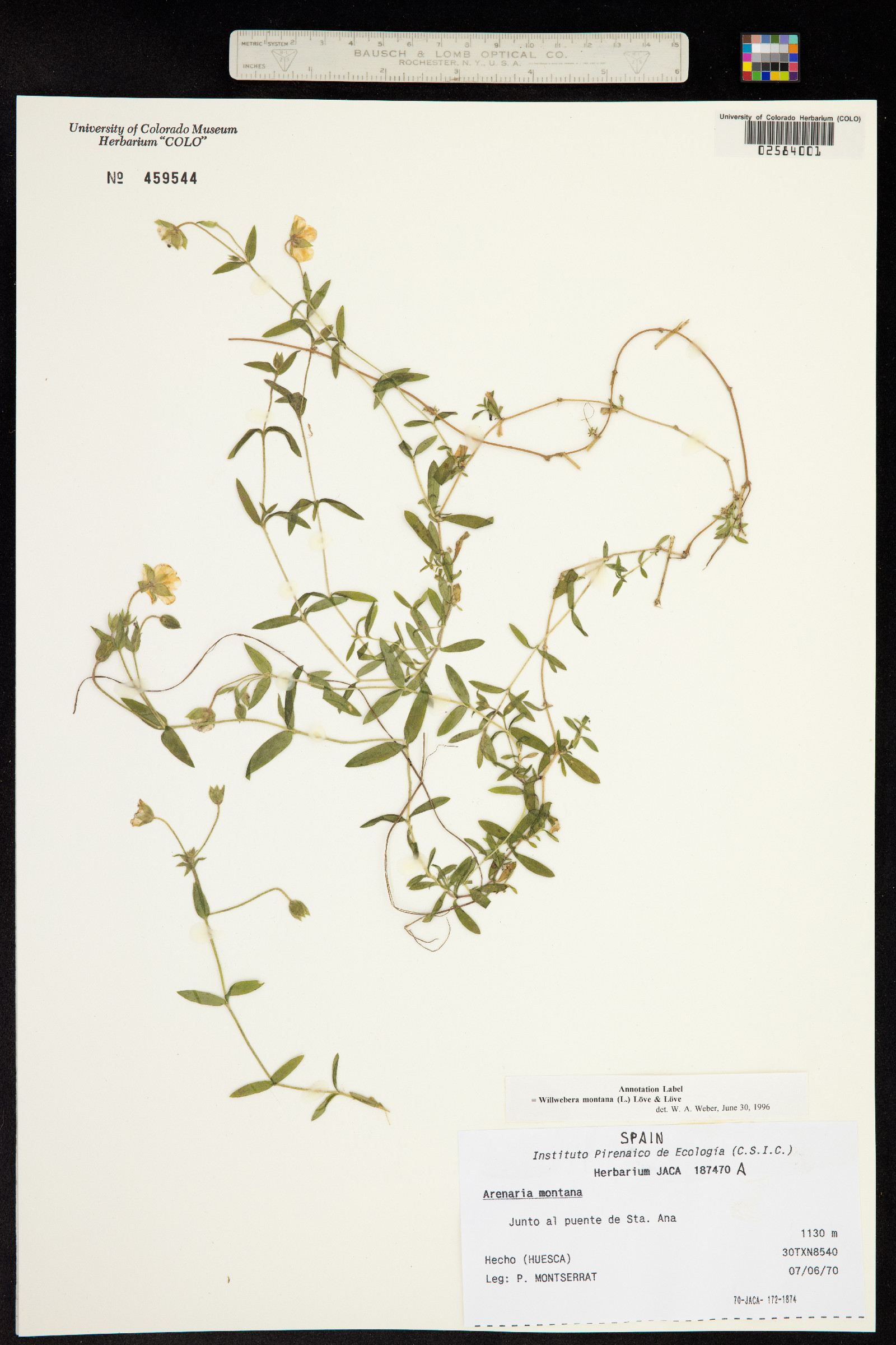 Arenaria montana subsp. montana image