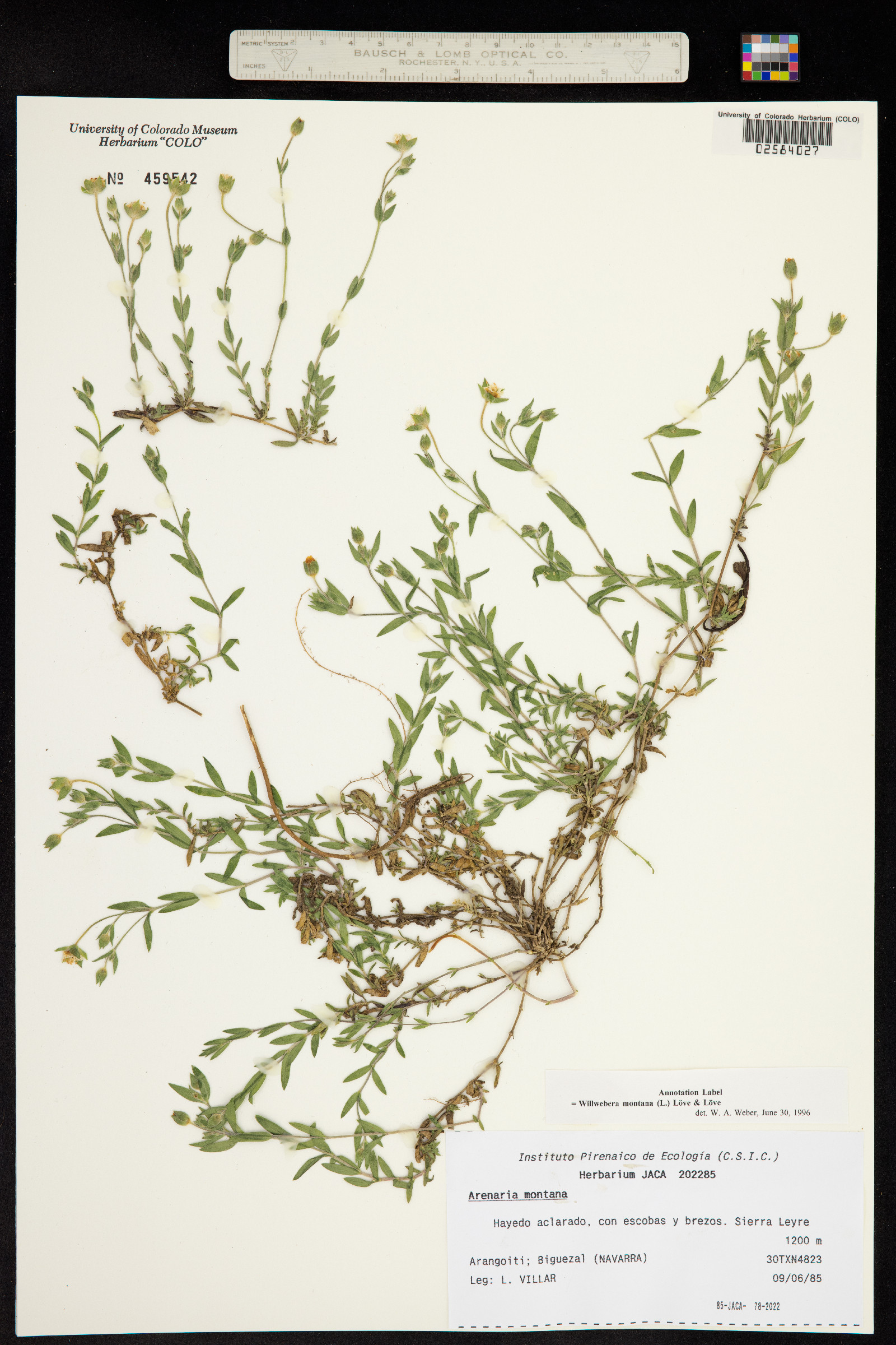 Arenaria montana subsp. montana image