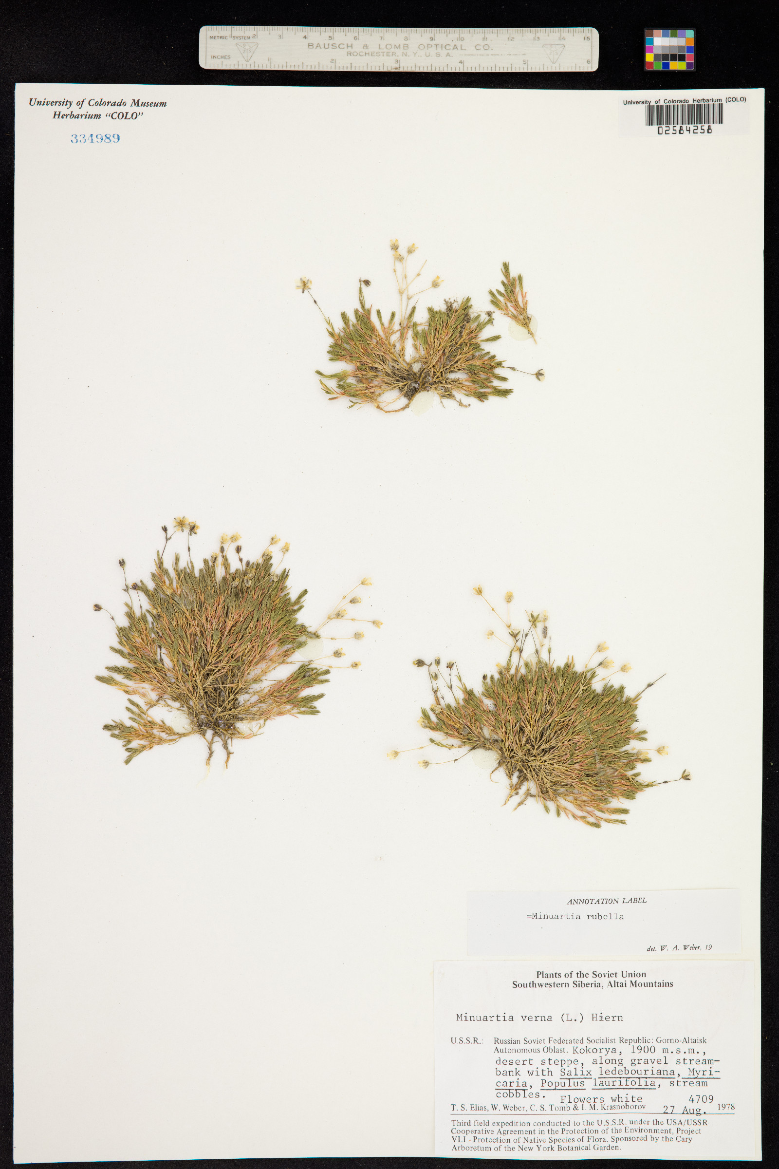 Minuartia rubella image