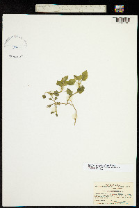 Image of Stellaria diversiflora