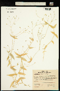 Image of Stellaria fenzlii