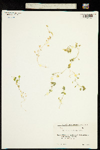 Stellaria neglecta image