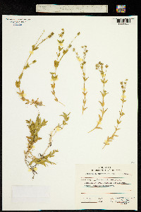 Stellaria ruscifolia image