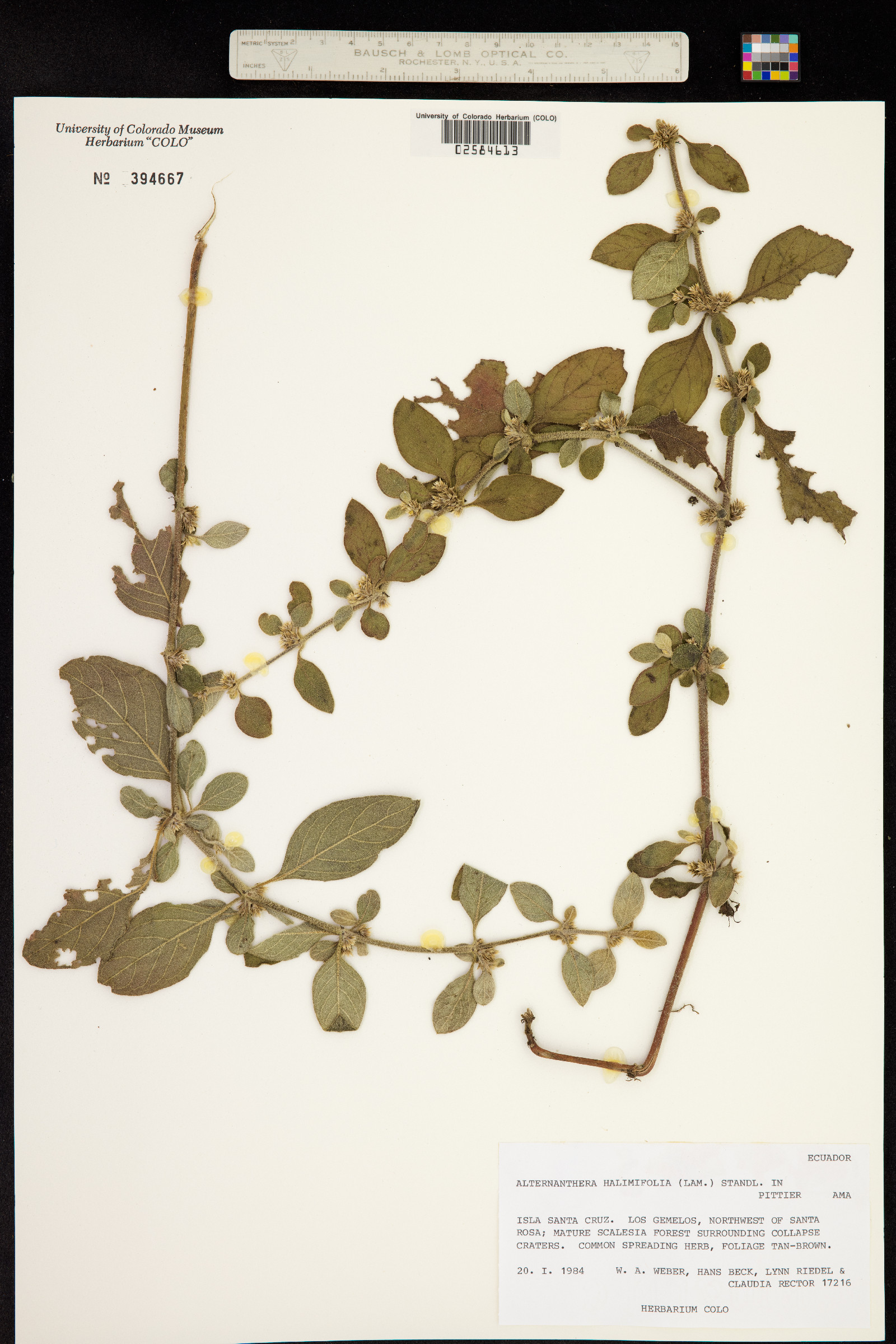 Alternanthera halimifolia image