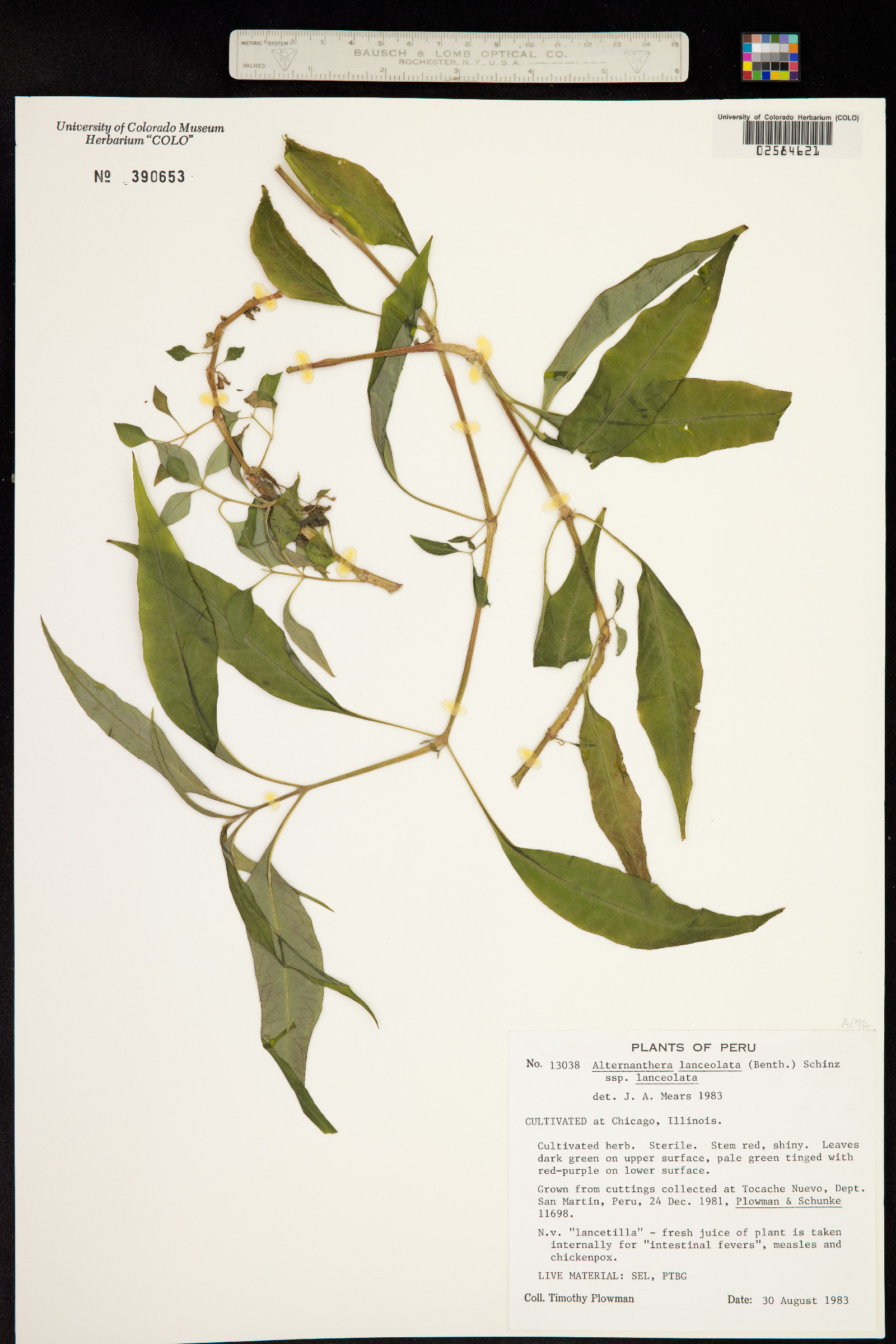 Alternanthera lanceolata image