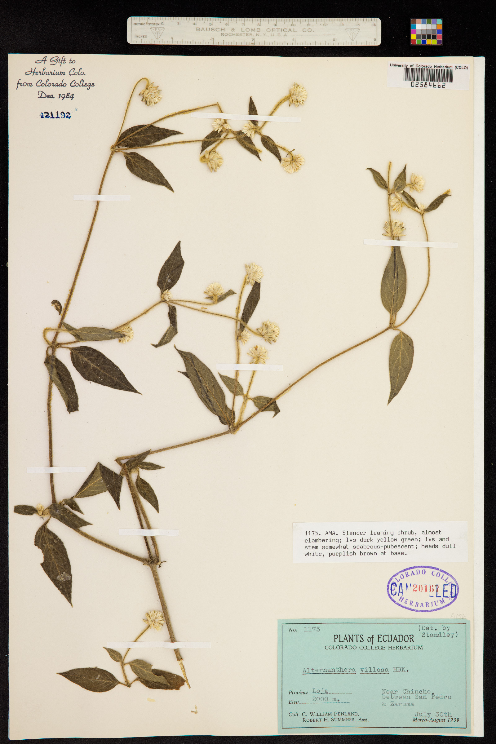 Alternanthera villosa image