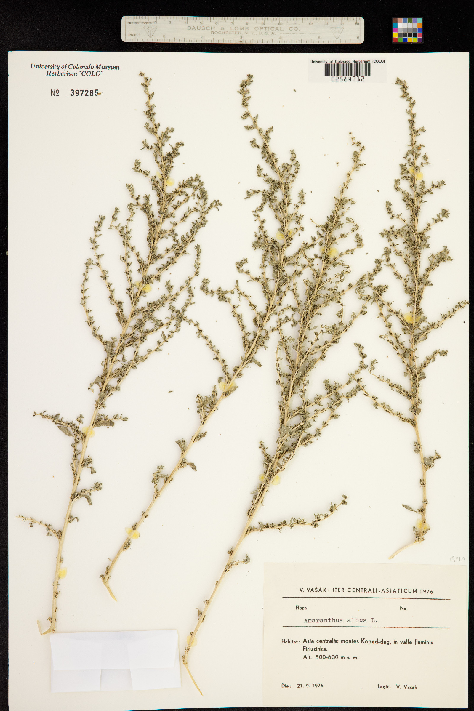 Amaranthus albus image