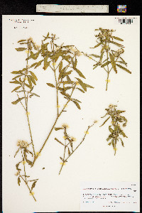 Alternanthera echinocephala image