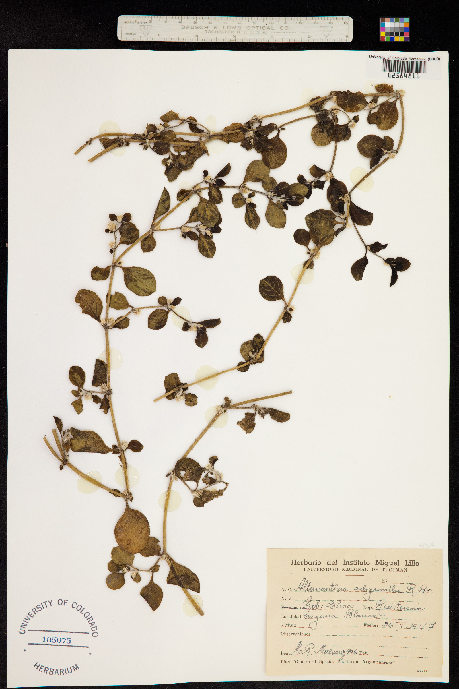 Alternanthera pungens image