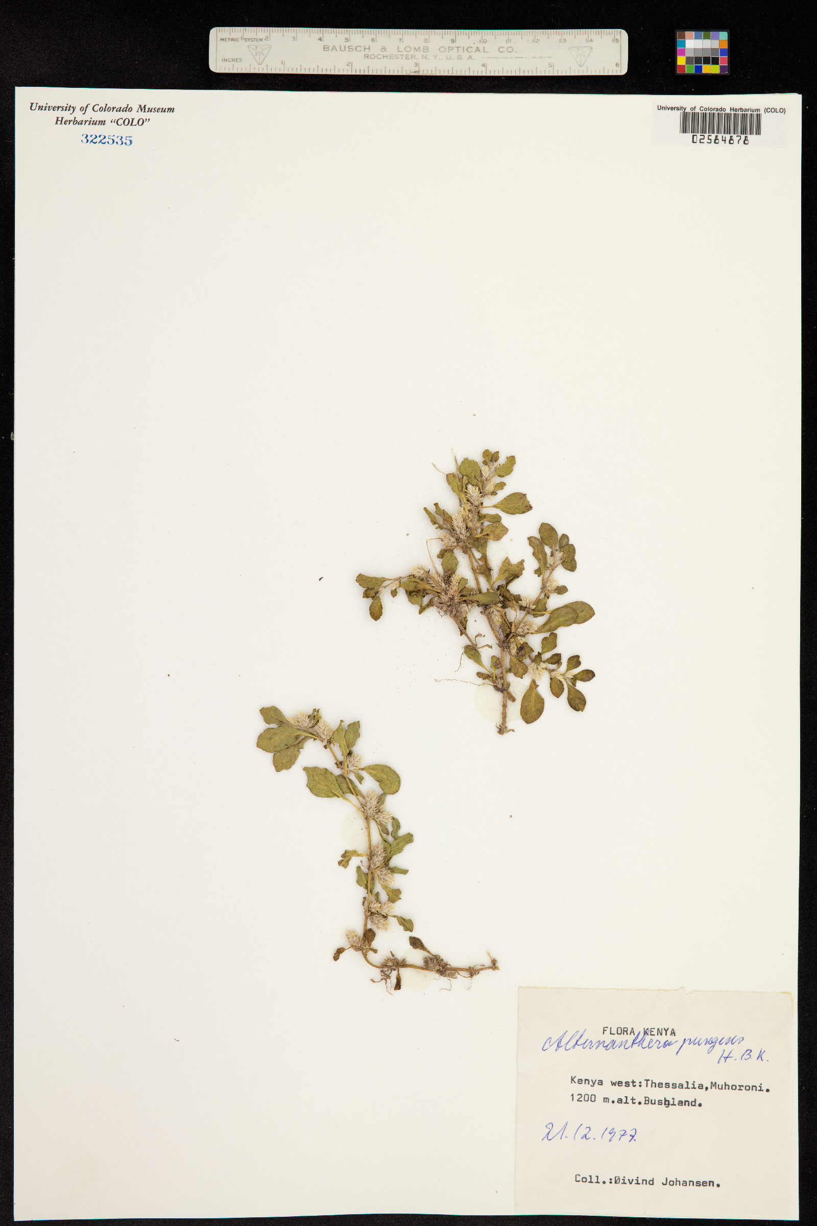 Alternanthera pungens image