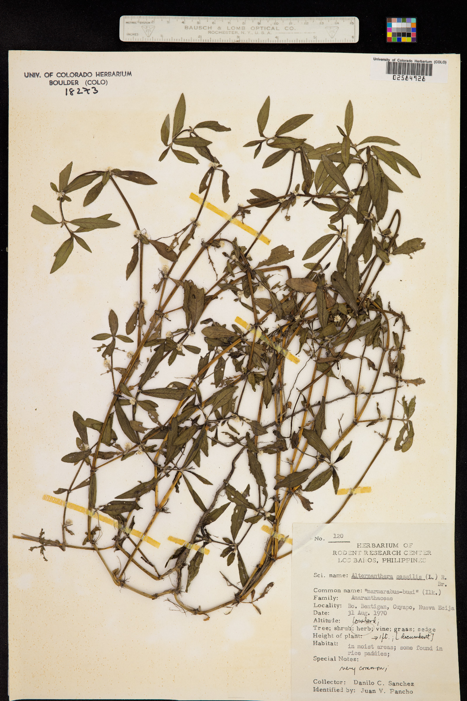 Alternanthera sessilis image