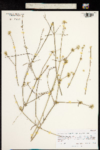 Image of Alternanthera filifolia