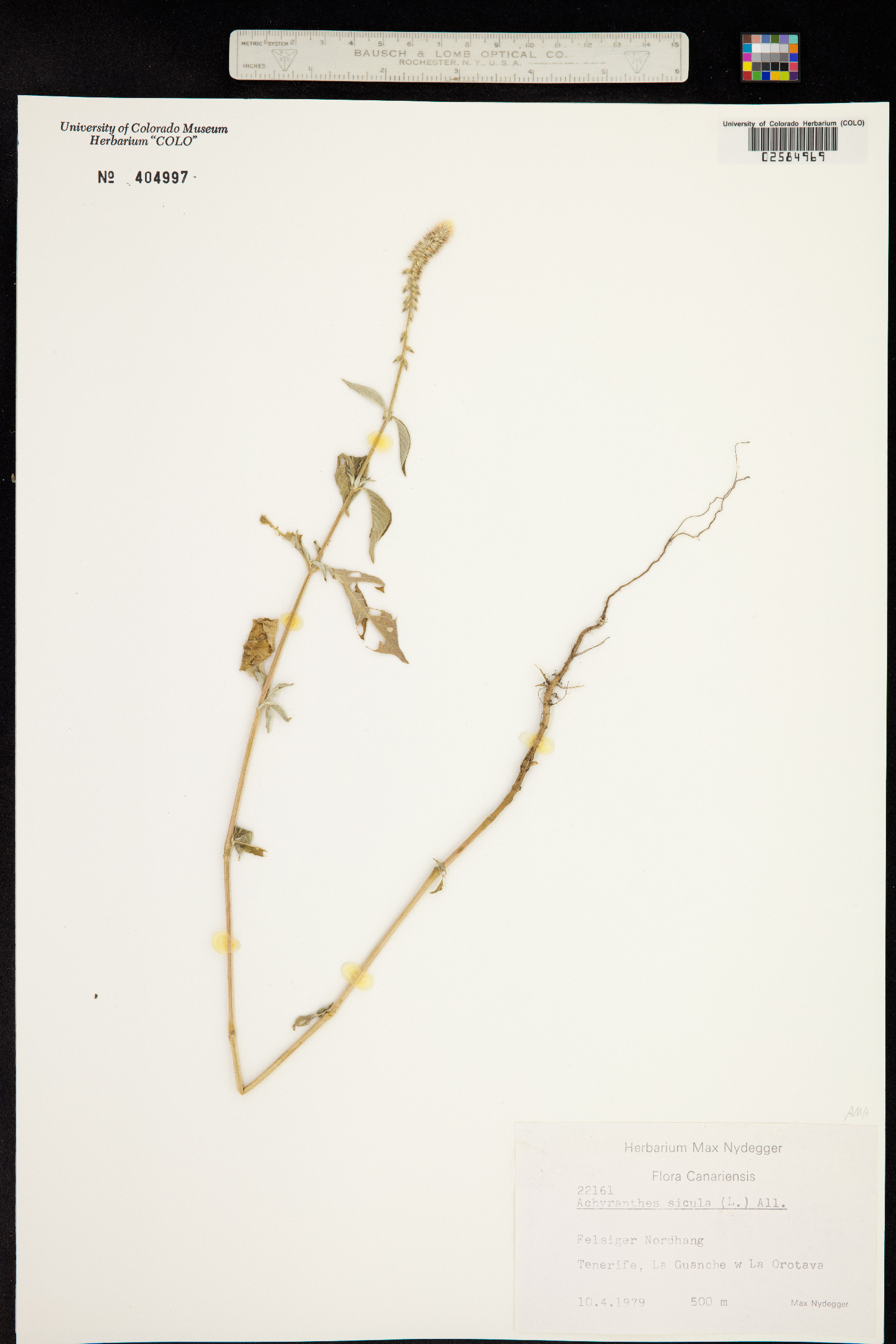 Achyranthes sicula image