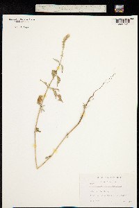 Achyranthes sicula image