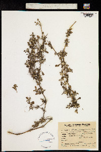 Image of Alternanthera paronychioides
