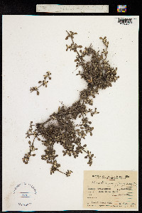 Alternanthera paronychioides image