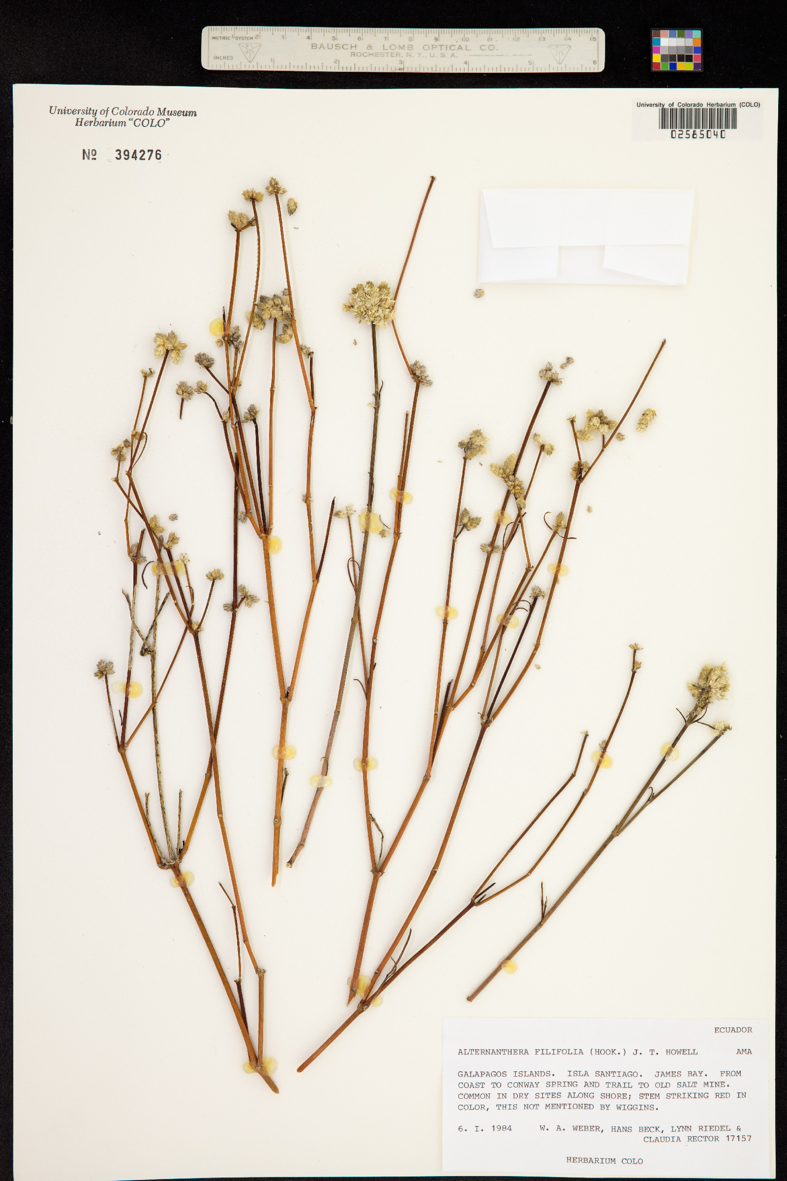Alternanthera filifolia image