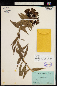 Image of Bomarea angulata