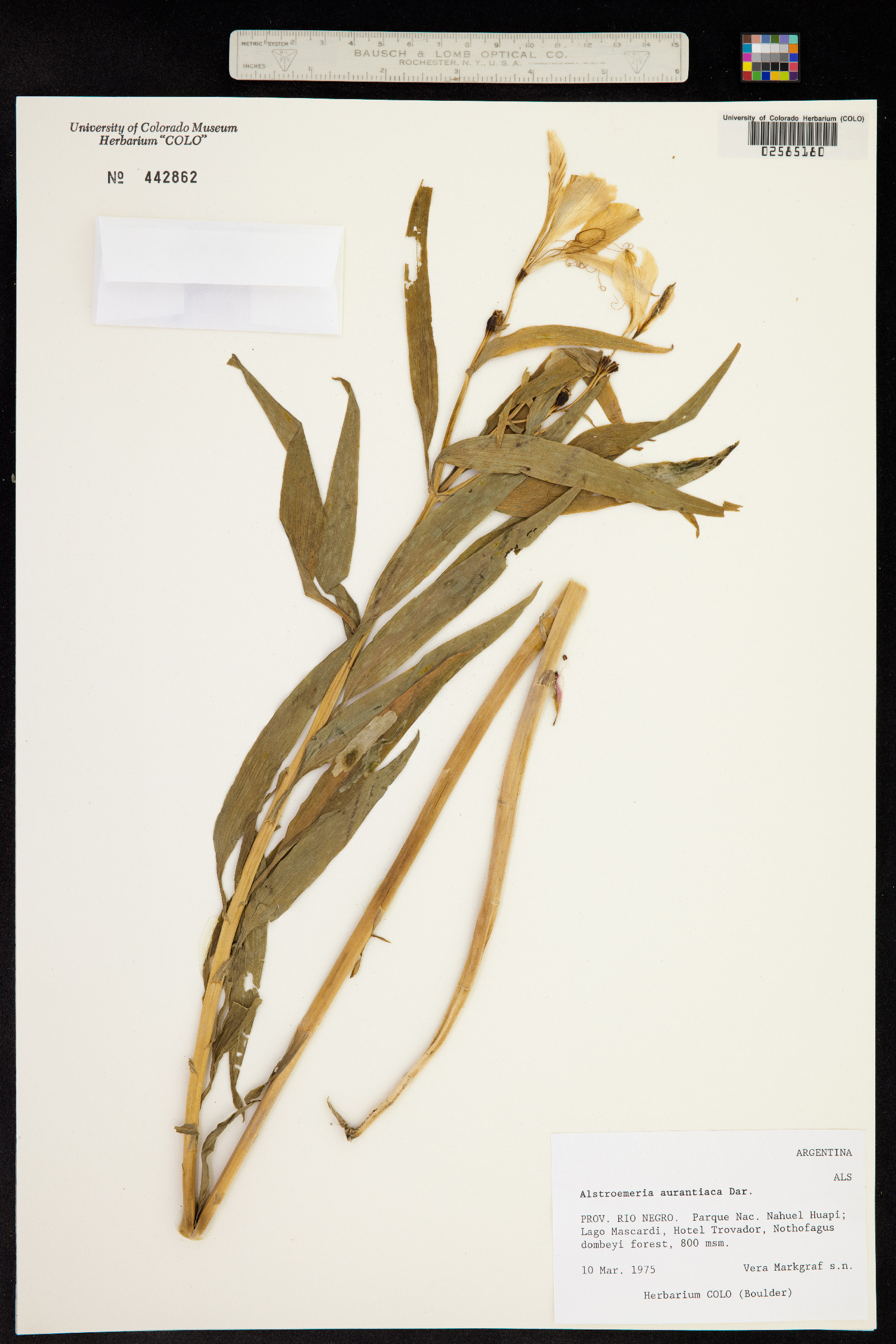 Alstroemeria aurantiaca image