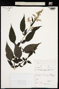 Celosia elegantissima image
