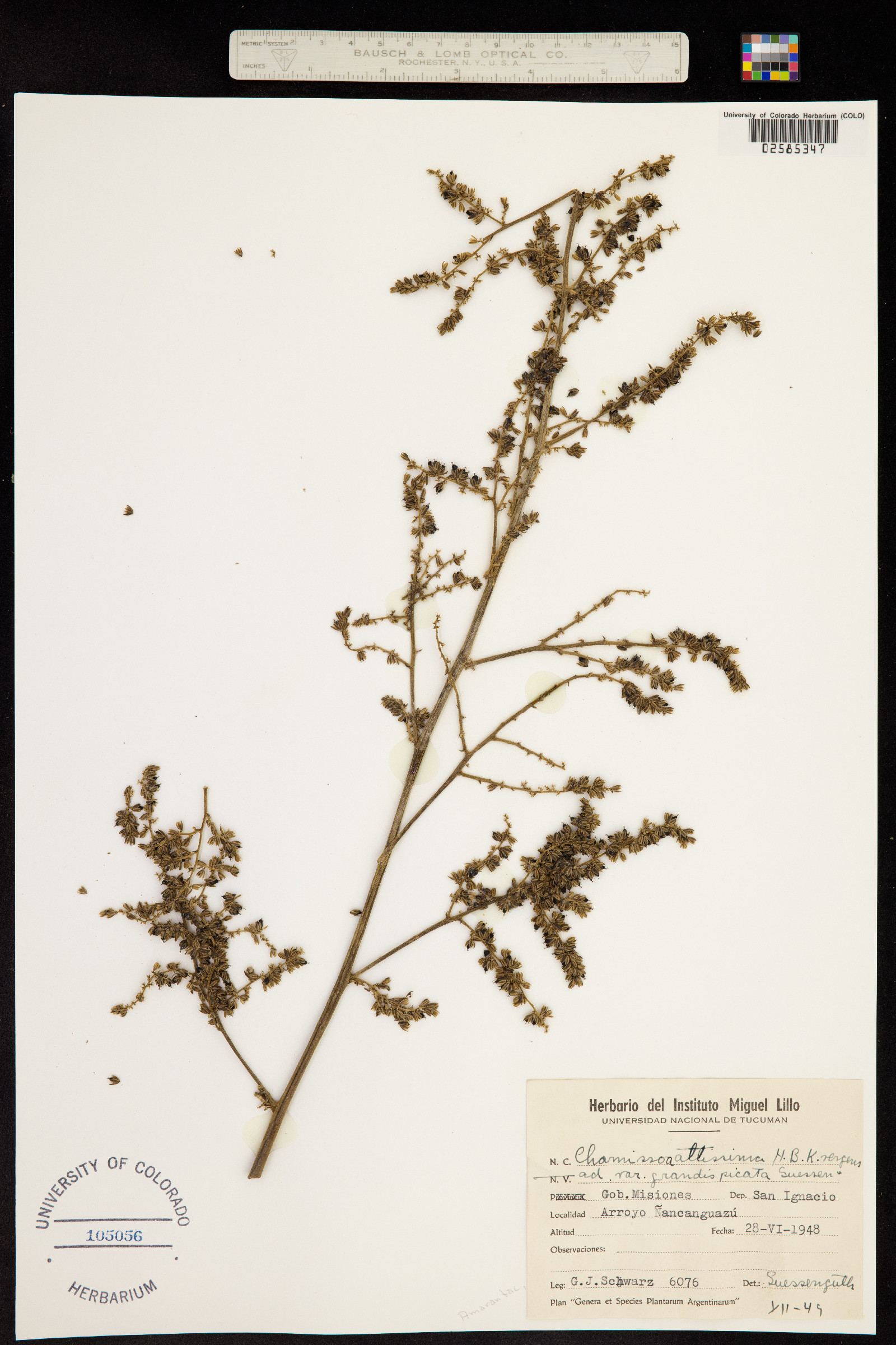 Chamissoa altissima image