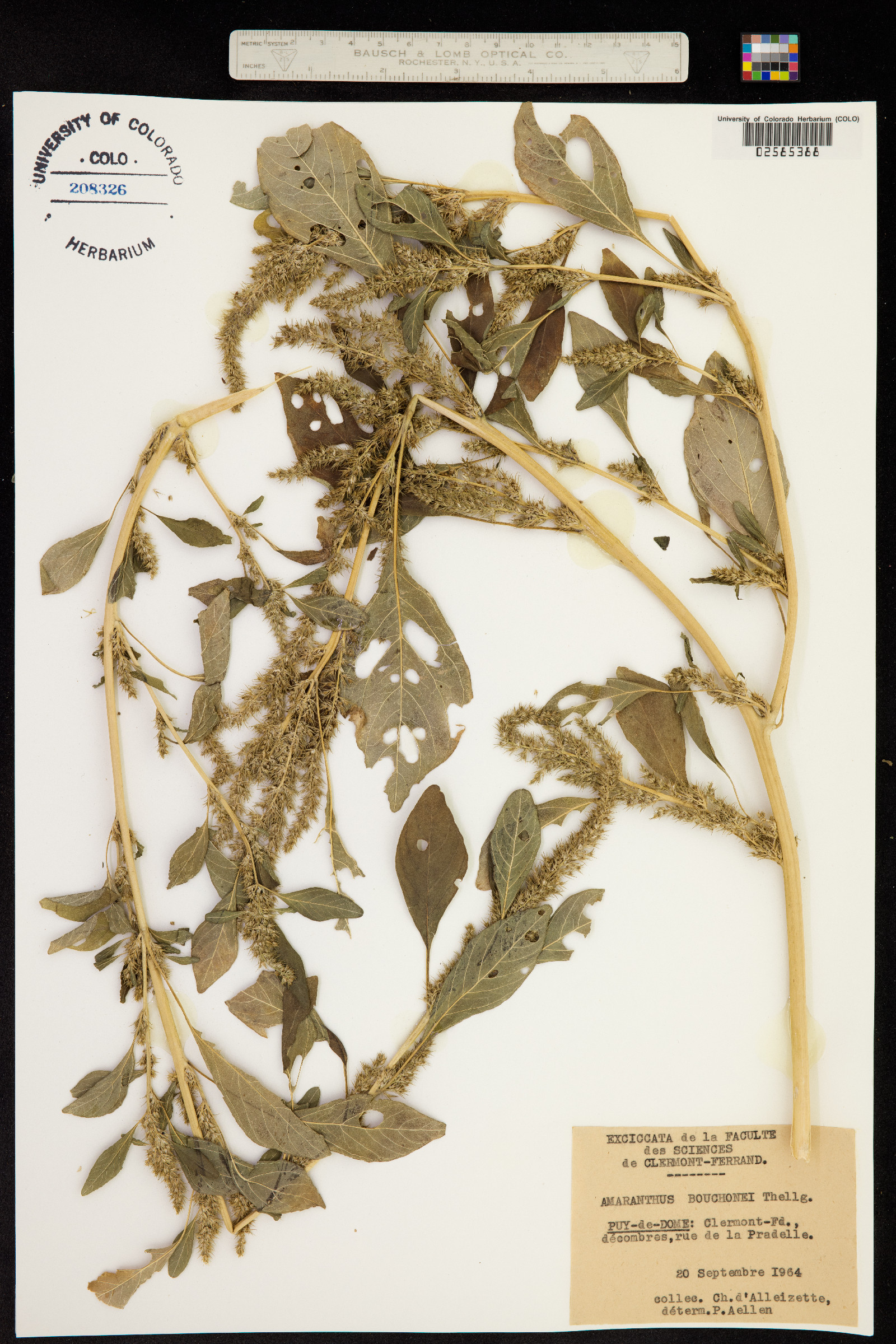 Amaranthus powellii image