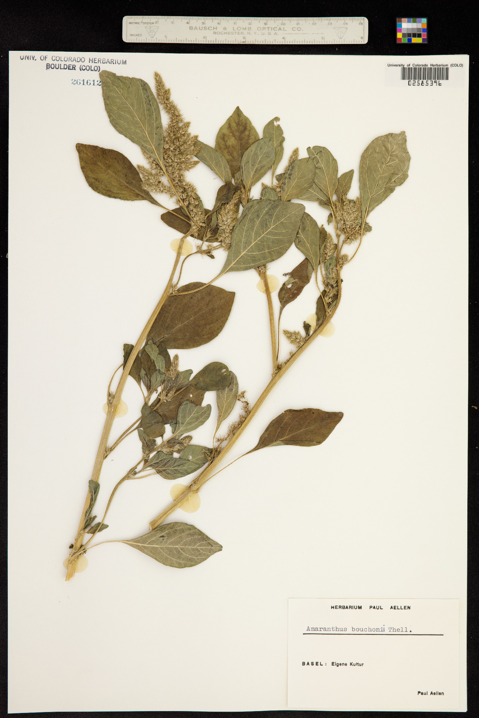 Amaranthus powellii image