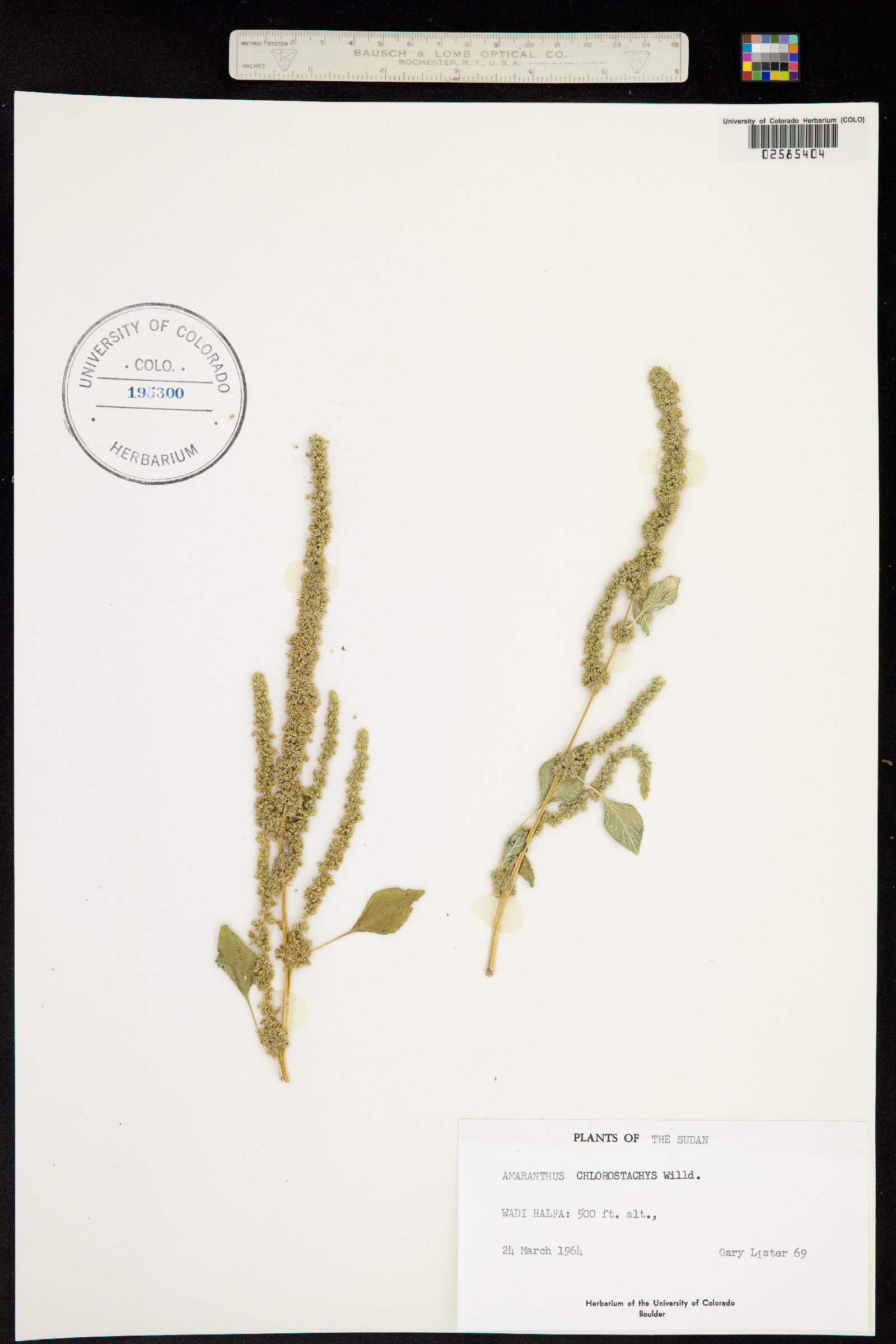 Amaranthus hybridus image